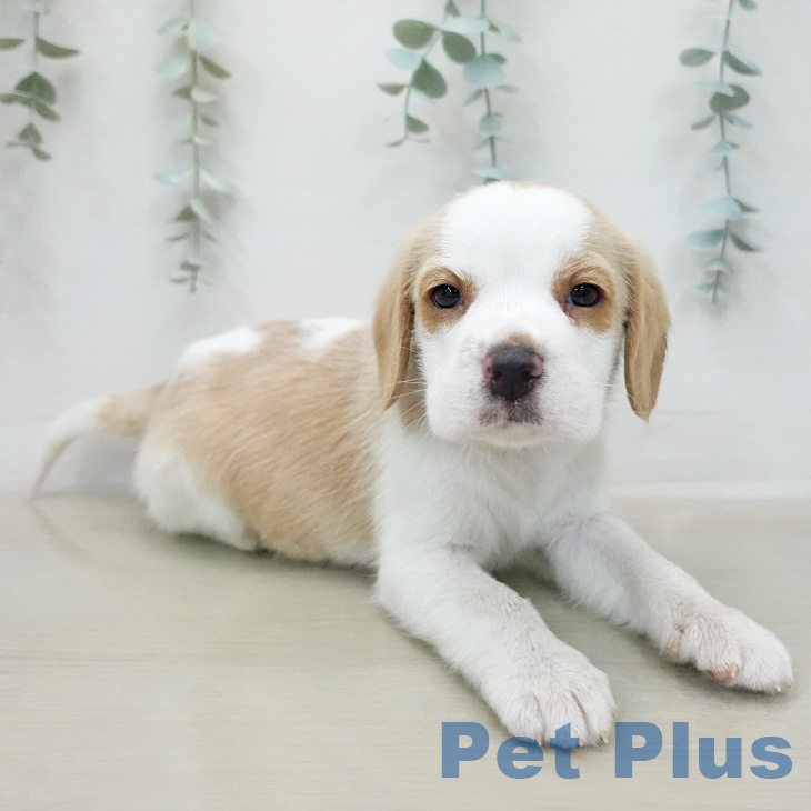 ビーグルの写真2