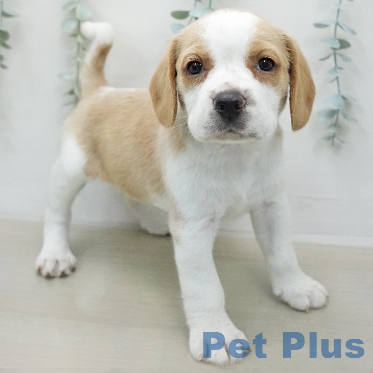 ビーグルの写真2