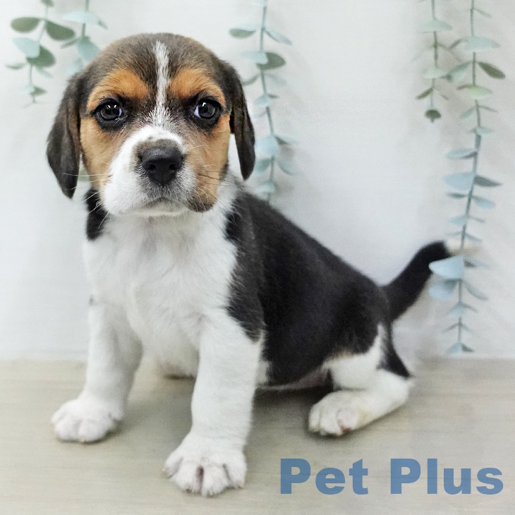 ビーグルの写真2