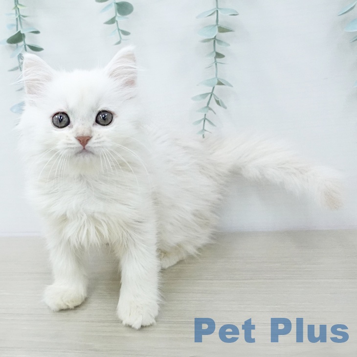 ミヌエットの写真2