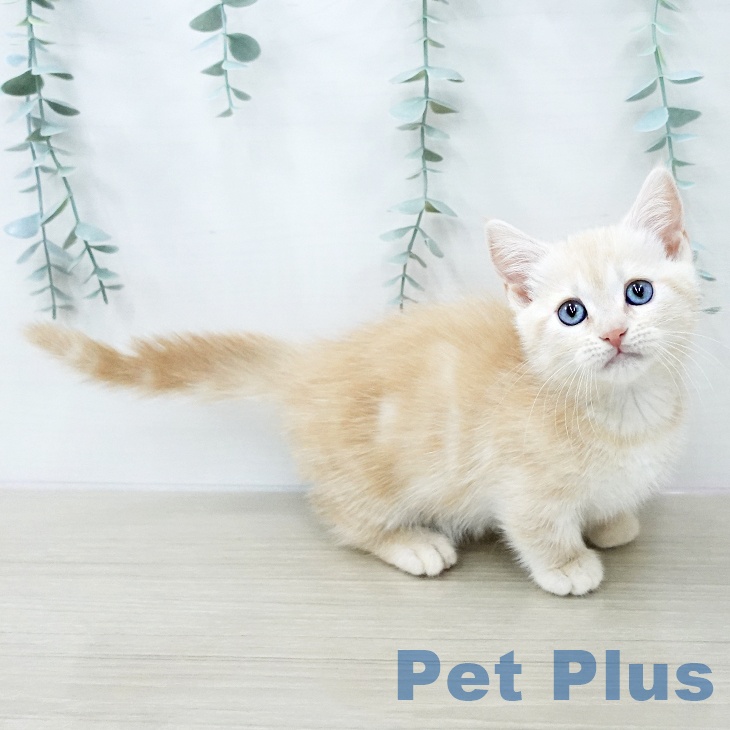 マンチカンの写真2