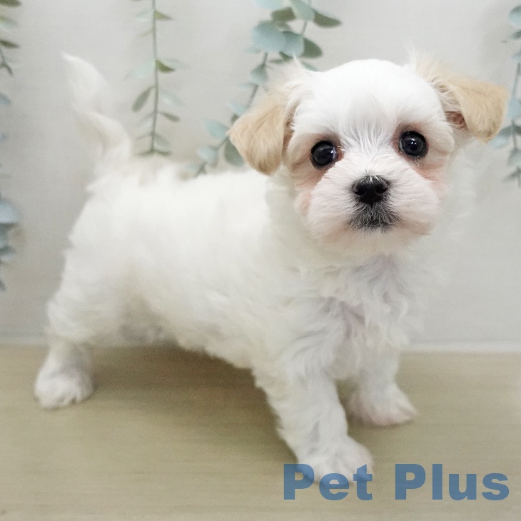 マルチーズの写真2