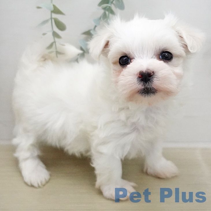 マルチーズの写真2