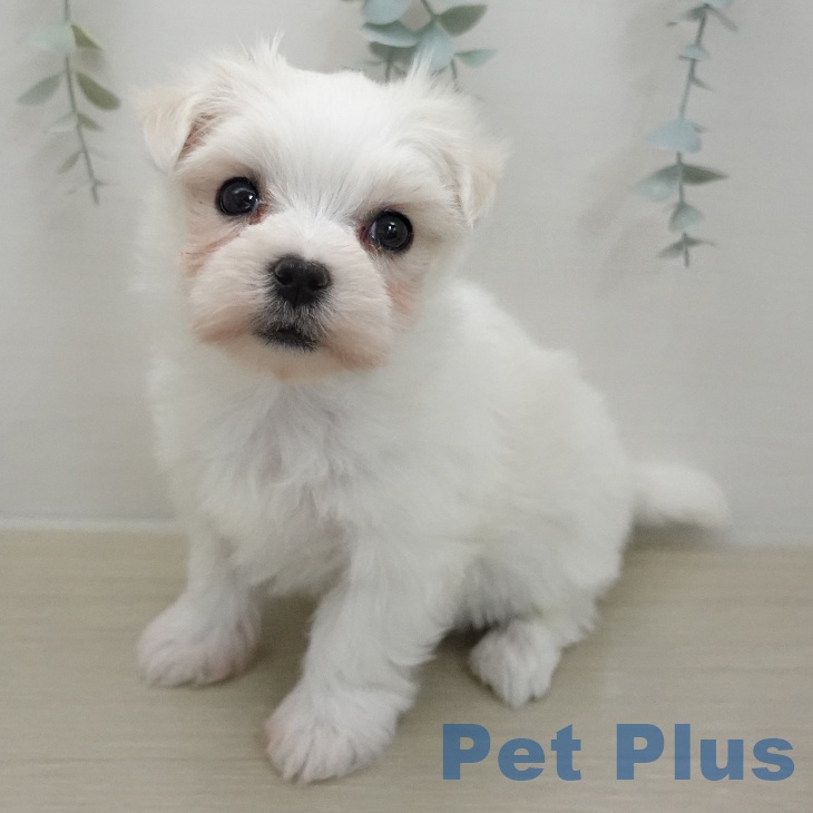 マルチーズの写真2