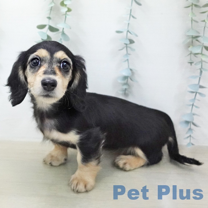 ミニチュア・ダックスフンド