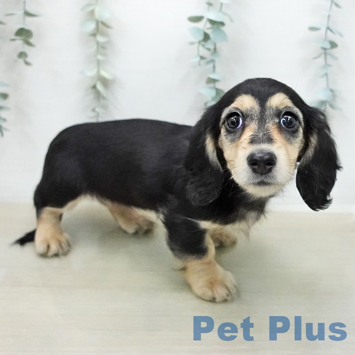 ミニチュア・ダックスフンドの写真2