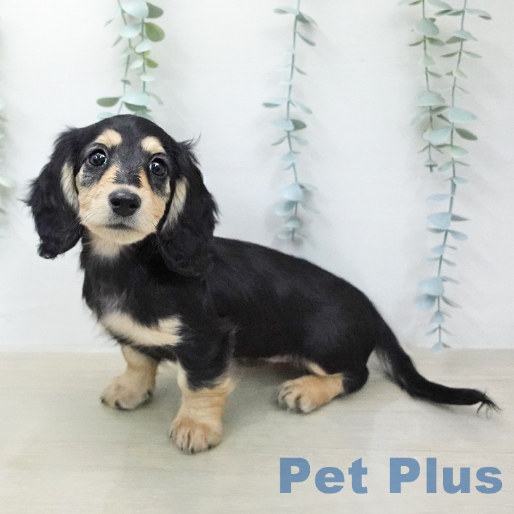 ミニチュア・ダックスフンド