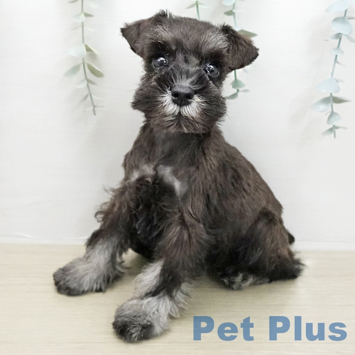 ミニチュア・シュナウザー