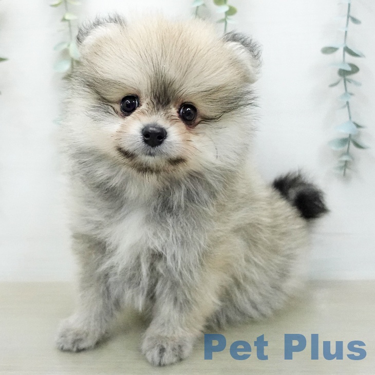 ポメラニアンの写真2