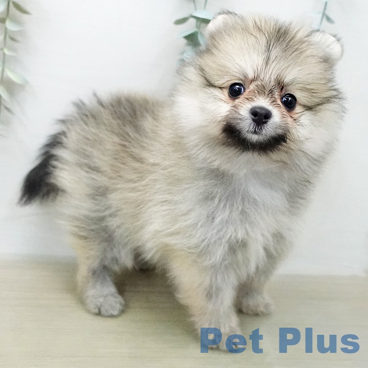 ポメラニアンの写真2