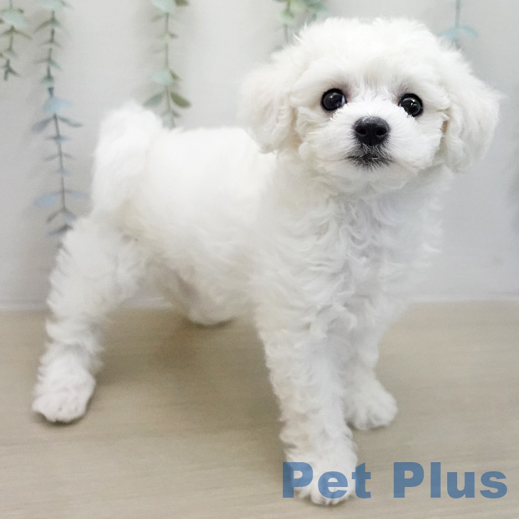 ビション・フリーゼの写真2