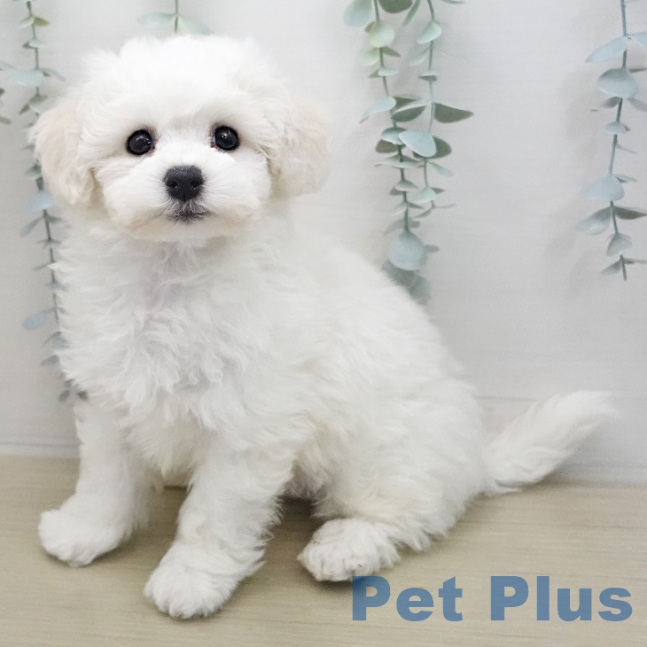 ビション・フリーゼ