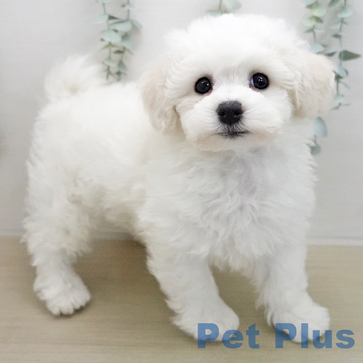 ビション・フリーゼの写真2