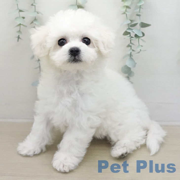 ビション・フリーゼ