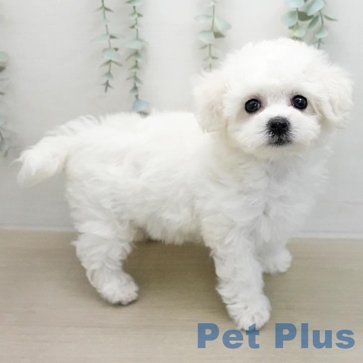 ビション・フリーゼの写真2