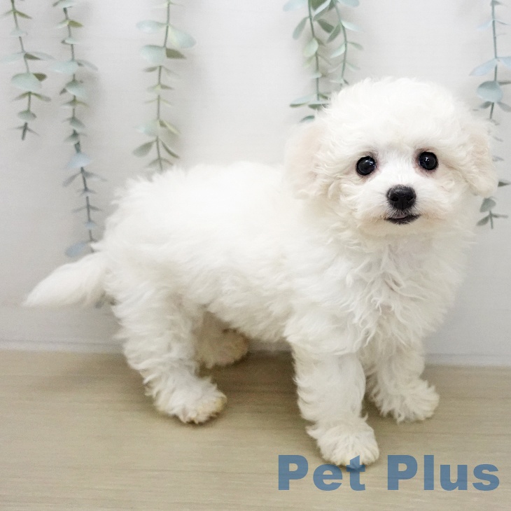 ビション・フリーゼの写真2