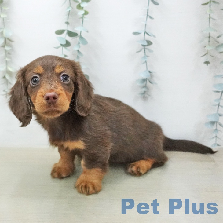 カニーンヘン・ダックスフンドの写真2