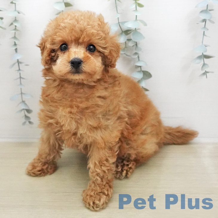 トイ・プードル