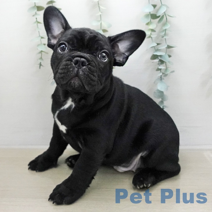 フレンチ・ブルドッグ