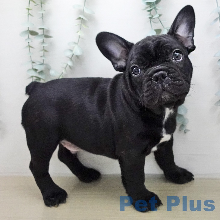 フレンチ・ブルドッグの写真2