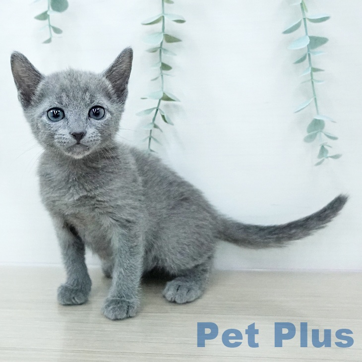 ロシアンブルー