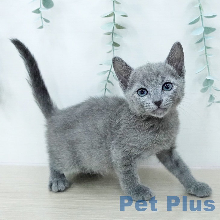 ロシアンブルーの写真2