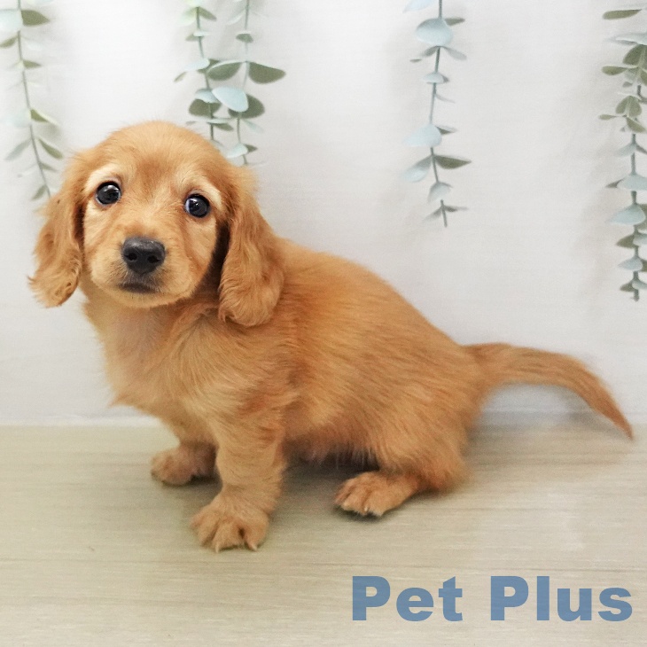 カニーンヘン・ダックスフンド