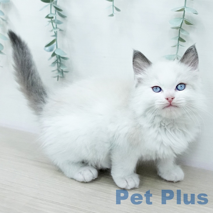 ラグドールの写真2