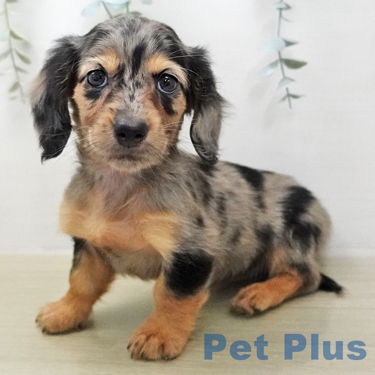 ミニチュア・ダックスフンド