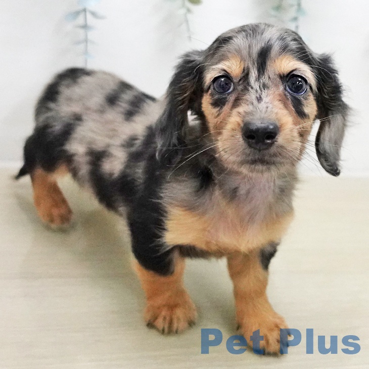 ミニチュア・ダックスフンドの写真2