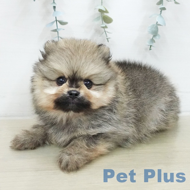 ポメラニアンの写真2