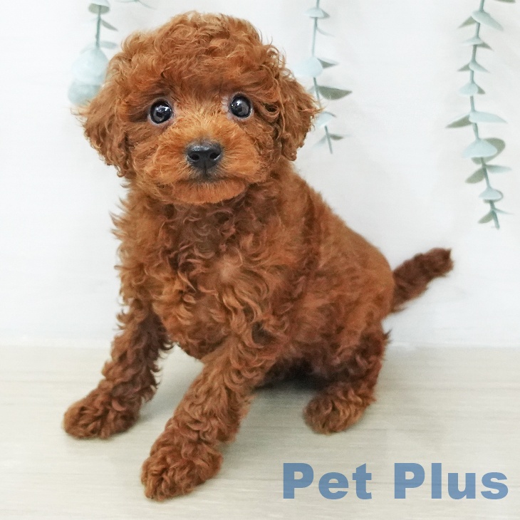 トイ・プードル