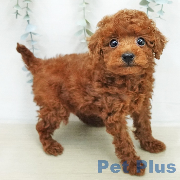 トイ・プードルの写真2