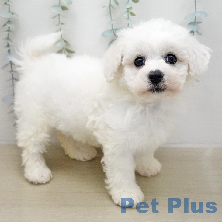 ビション・フリーゼ