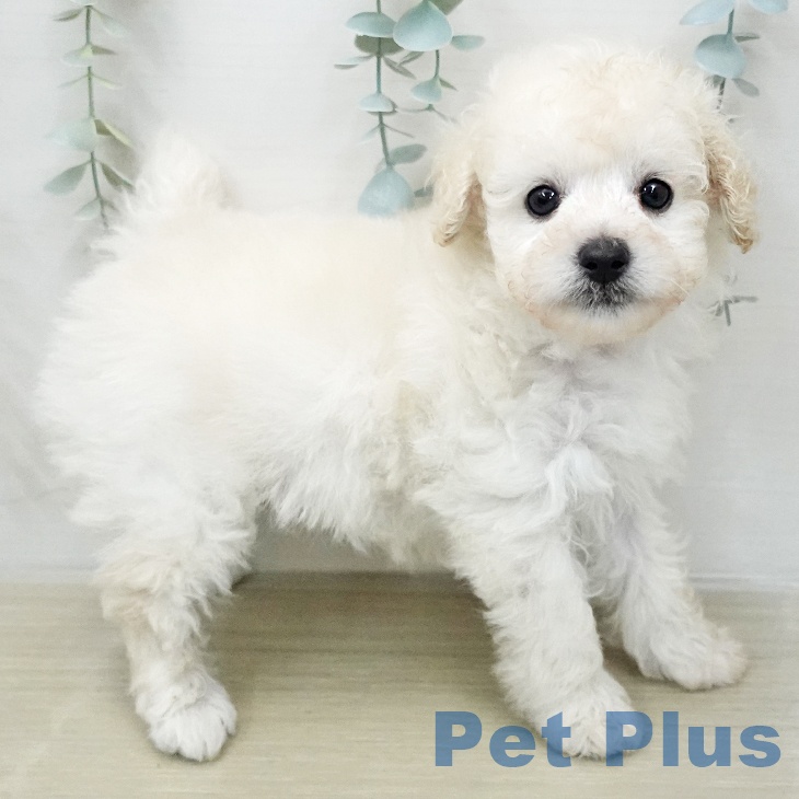 トイ・プードルの写真2