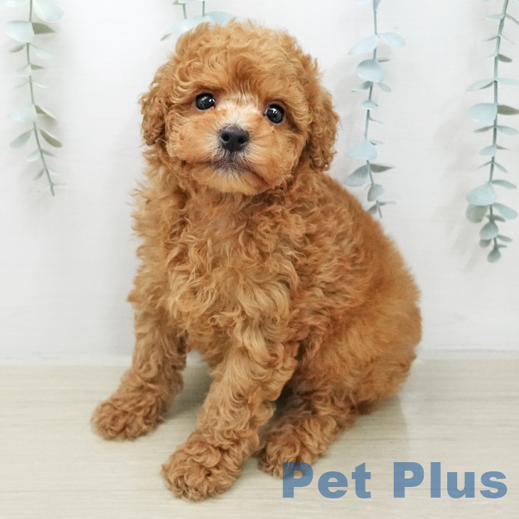 トイ・プードル