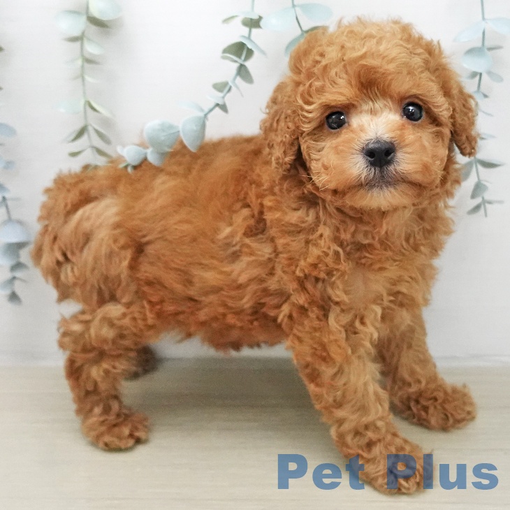 トイ・プードルの写真2