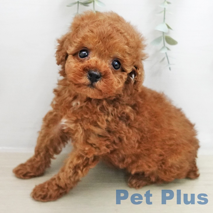 トイ・プードル