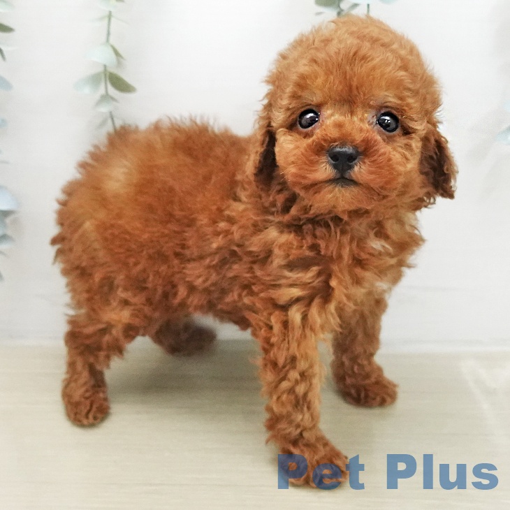 トイ・プードルの写真2