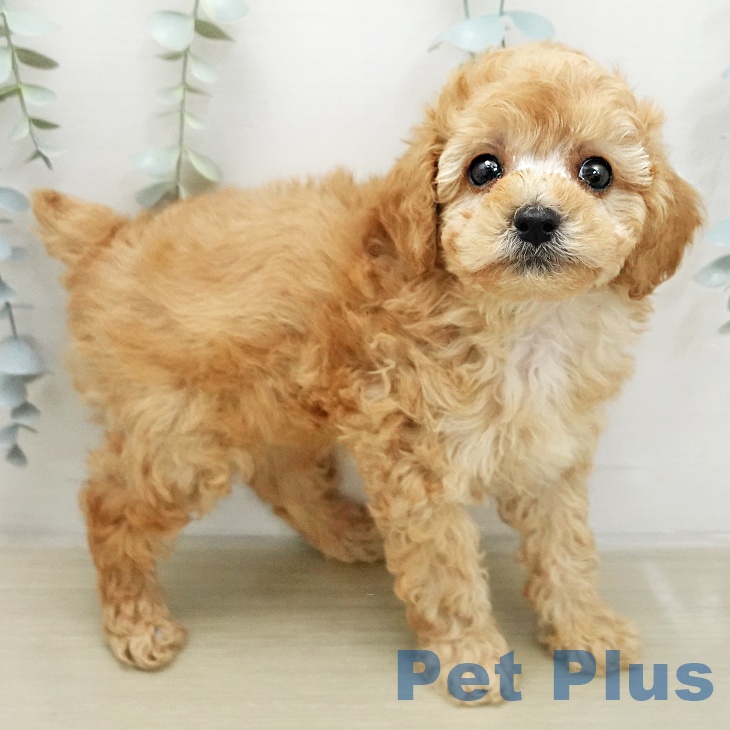 トイ・プードルの写真2