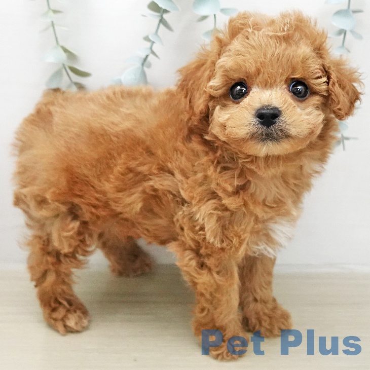 トイ・プードル