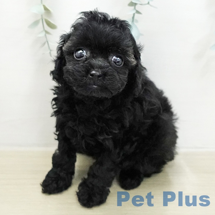 トイ・プードル