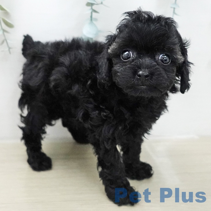 トイ・プードルの写真2