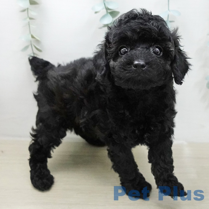 トイ・プードルの写真2