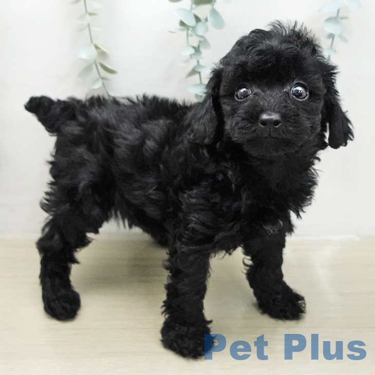 トイ・プードルの写真2