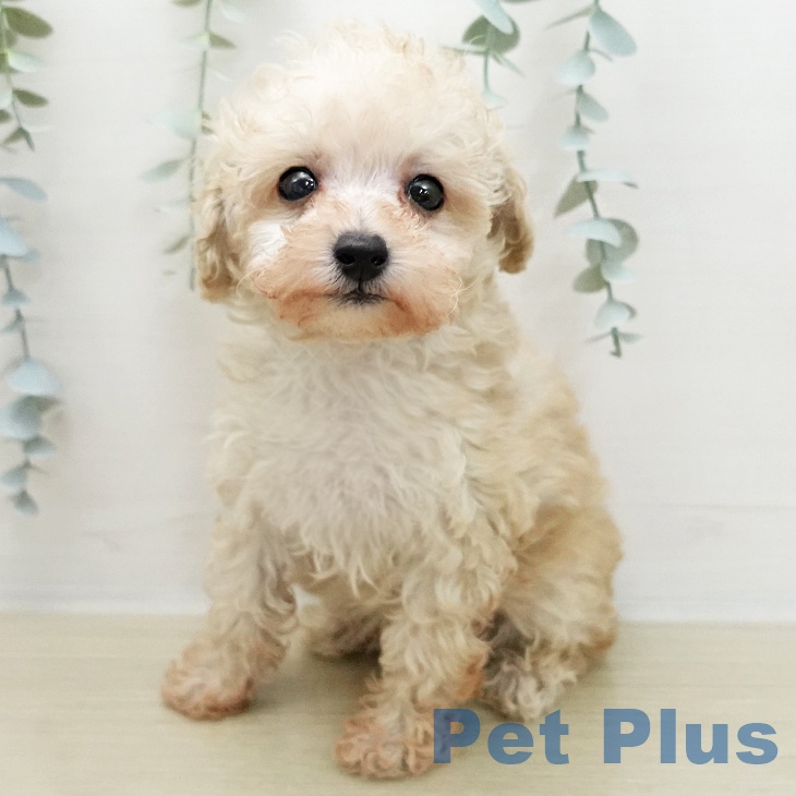 トイ・プードル