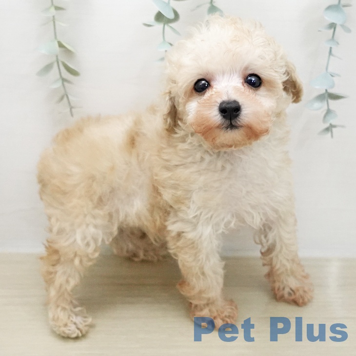 トイ・プードルの写真2
