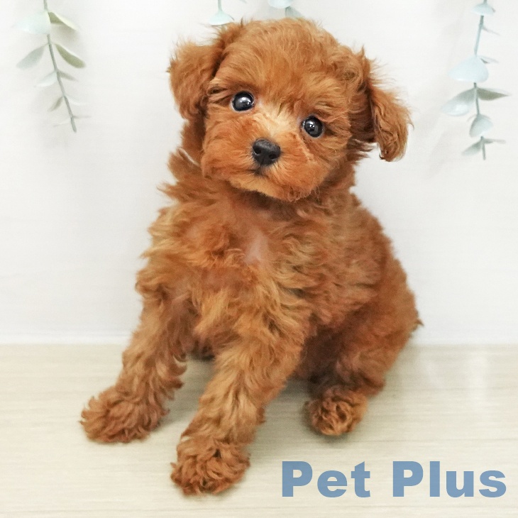 トイ・プードルの写真2