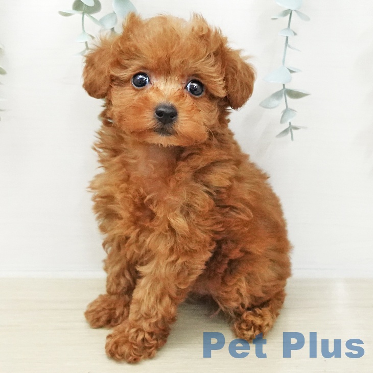 トイ・プードル