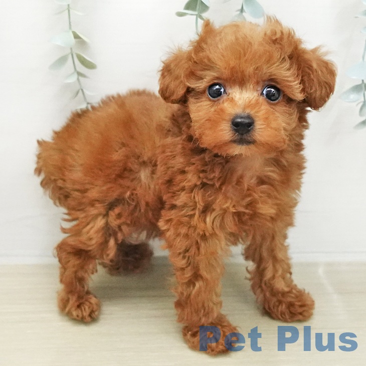 トイ・プードルの写真2